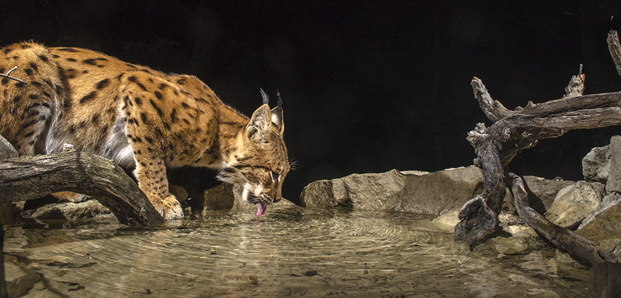 Festival Salamandre 2022 - Retour du lynx